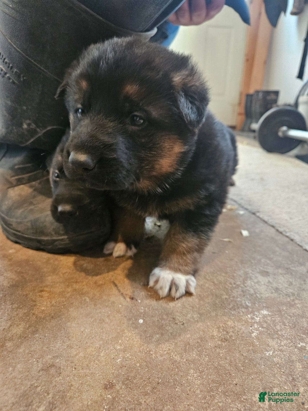German Shepherd dogs for sale: Socks - Ad 6