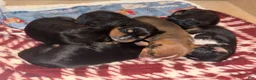 Mixed Breed dogs for sale: EJ - Ad 13