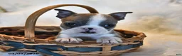 Boston Terrier dogs for sale: Cheyenne - Ad 3