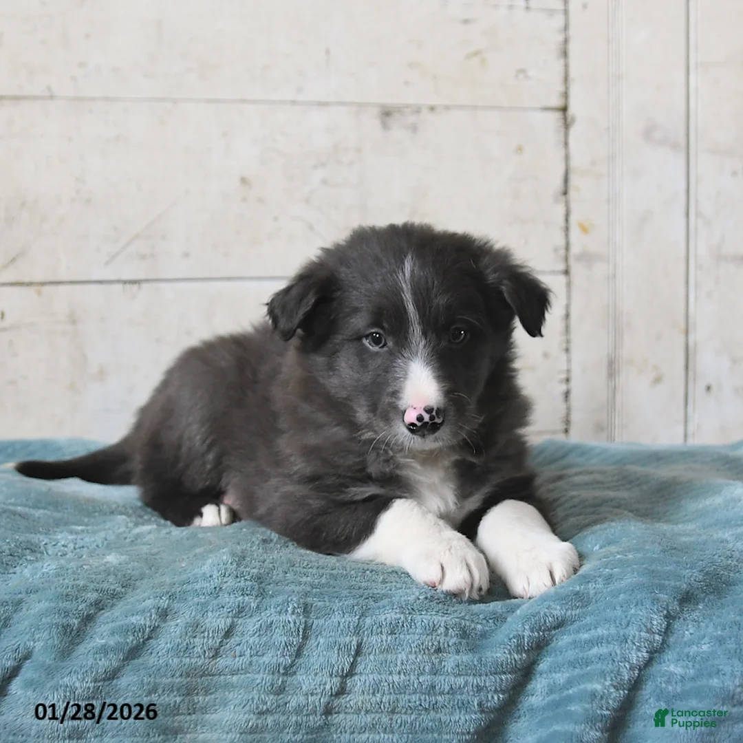 Border Collie dogs for sale: Flint - Ad 3