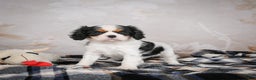 Cavalier King Charles Spaniel dogs for sale: Maggie - Ad 8