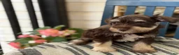 Miniature Schnauzer dogs for sale: Sophie - Ad 11