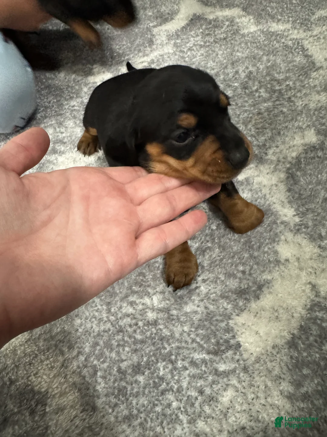 Miniature Dachshund dogs for sale: Miniature Dachshund 3 - Ad 2