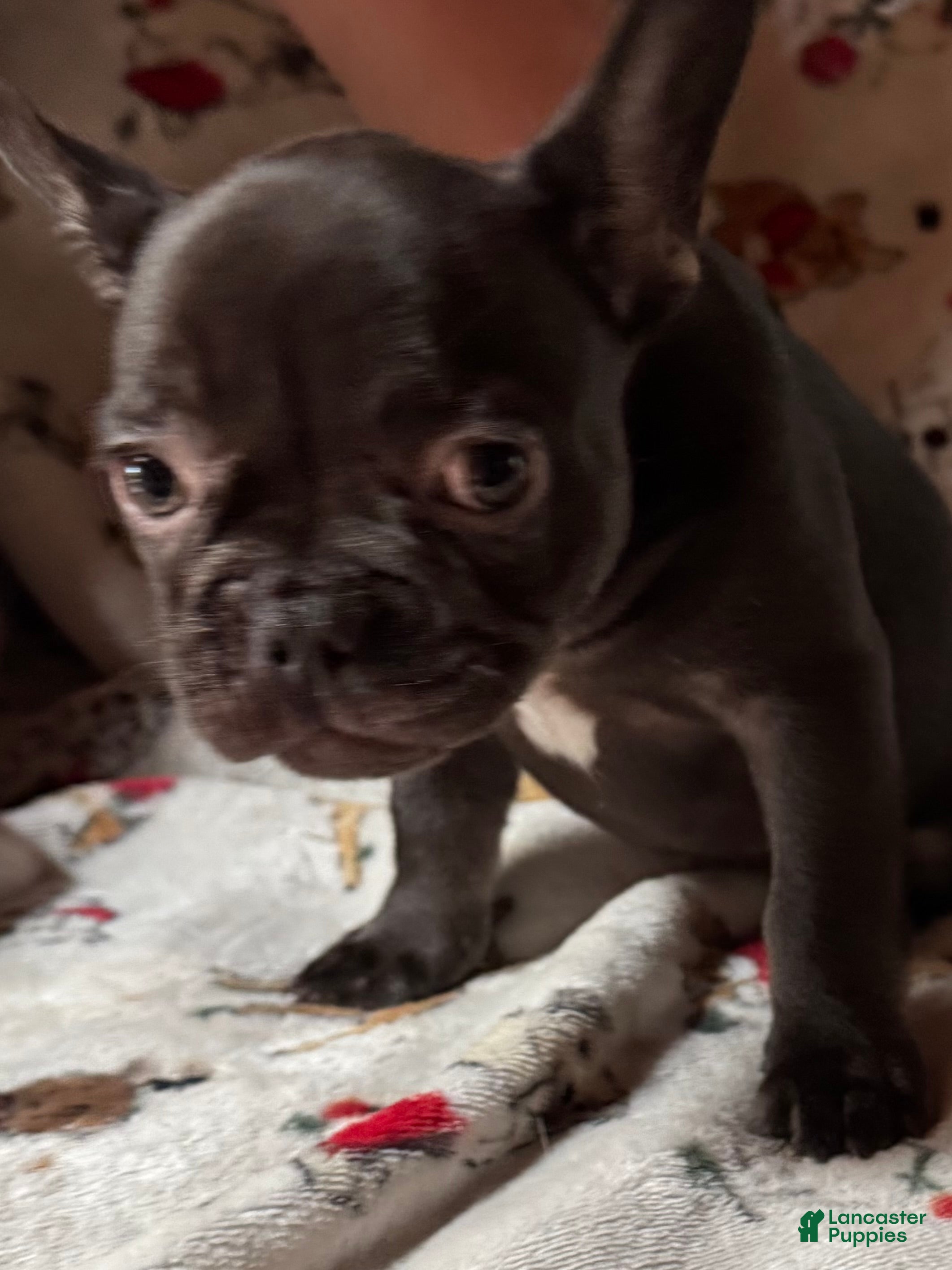 French Bulldog dogs French Bulldog 2 - Ad 1