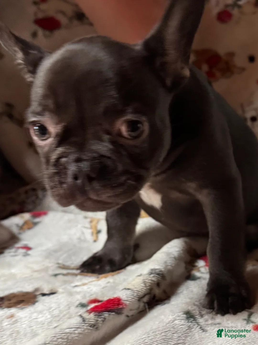 French Bulldog dogs for sale: French Bulldog 2 - Ad 1