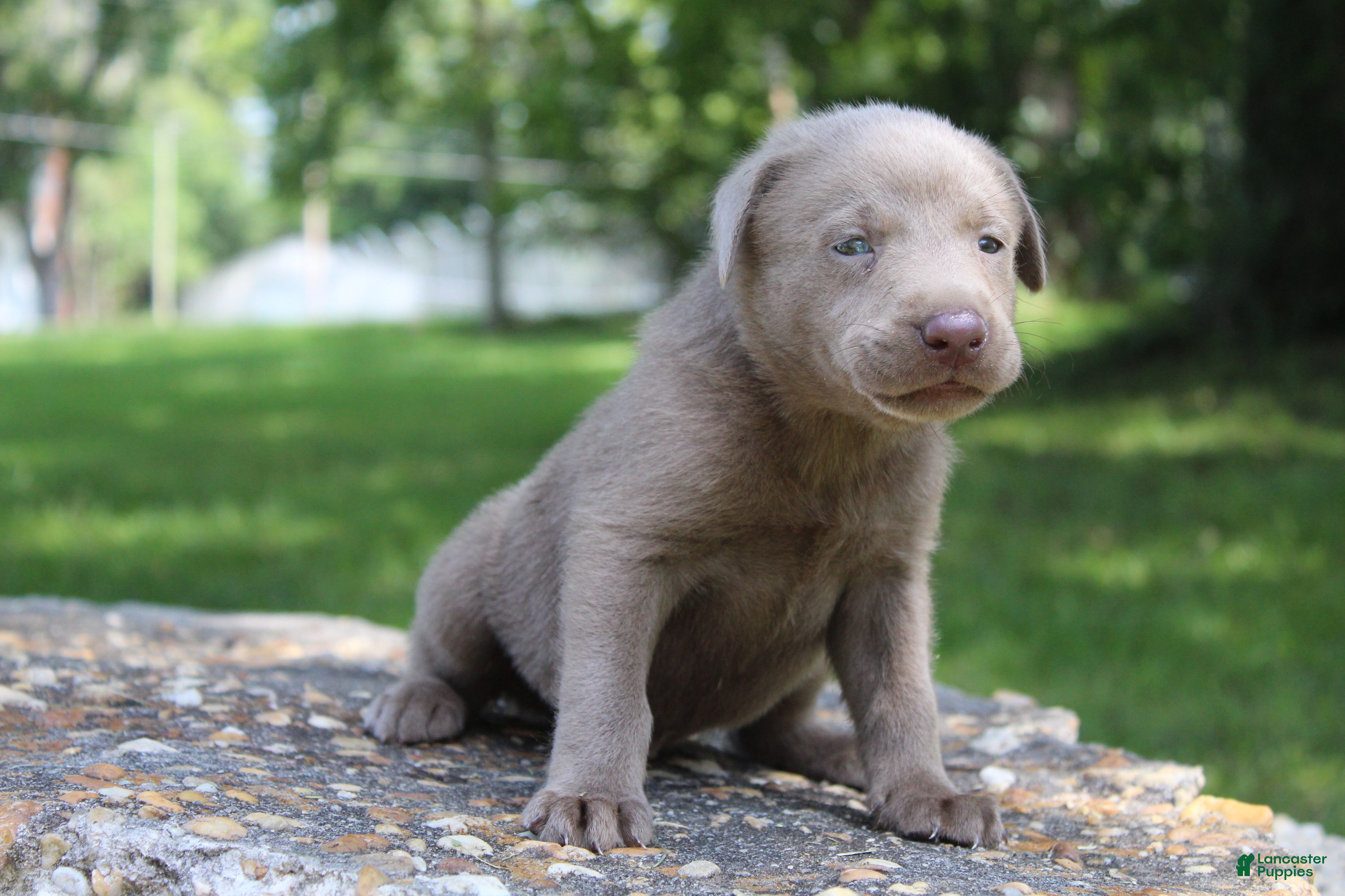 Labrador Retriever dogs Beau - Ad 14