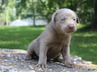 Labrador Retriever dogs Beau - Ad 7