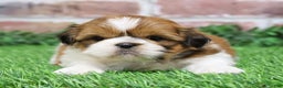 Shih Tzu dogs for sale: Duke  - Ad 5