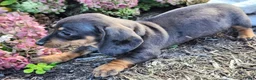 Miniature Dachshund dogs for sale: Truffle  - Ad 9
