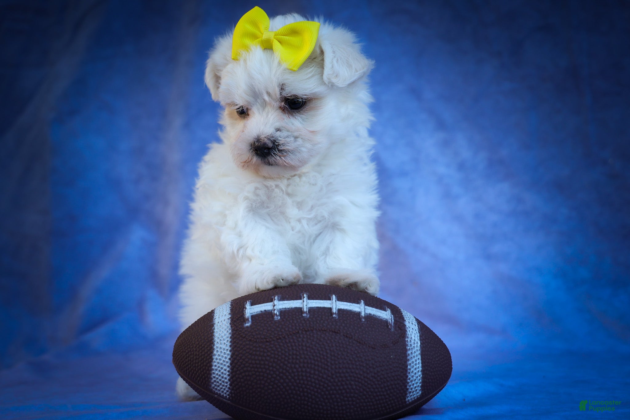 Maltese dogs Miley💜 - Ad 2