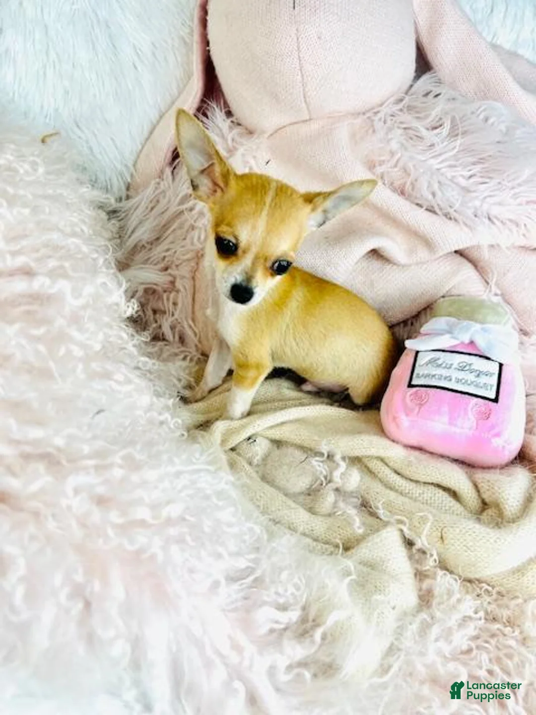 Chihuahua dogs for sale: Chihuahua Puppy 1 - Ad 3