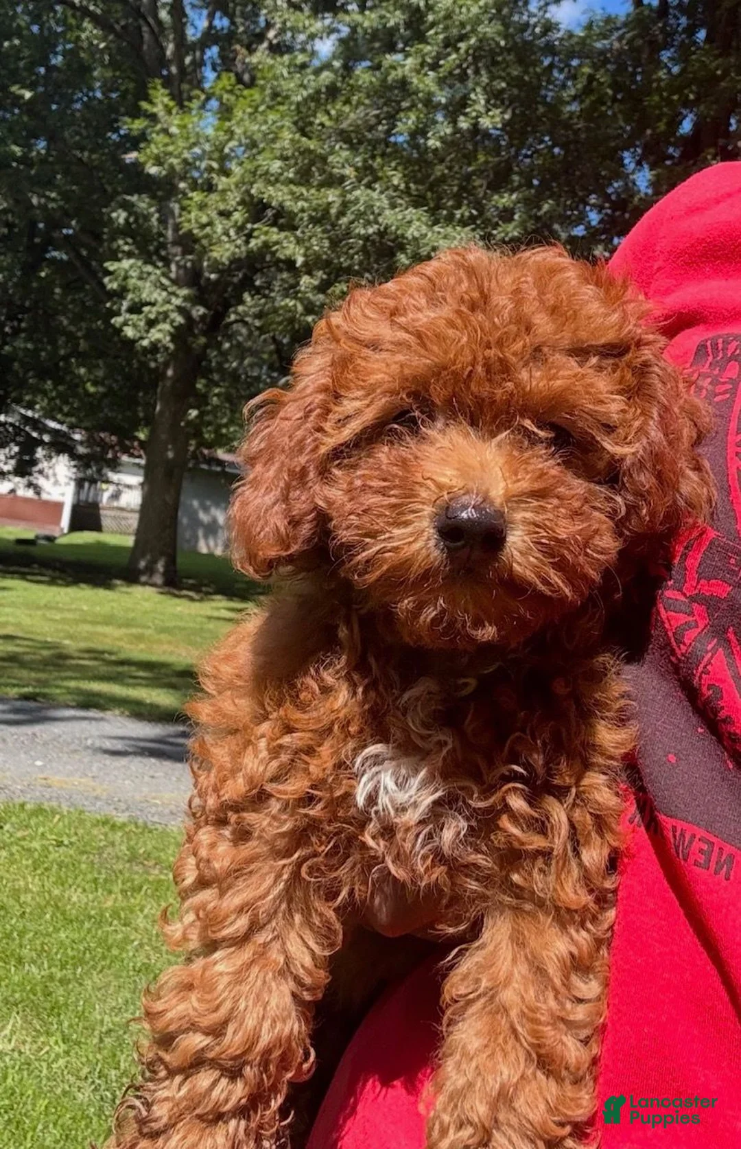 Yorkiepoo dogs for sale: Jasper - Ad 4