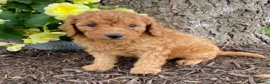 Dixie- mini/petite