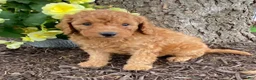 Mini Goldendoodle dogs for sale: Dixie- mini/petite - Ad 1