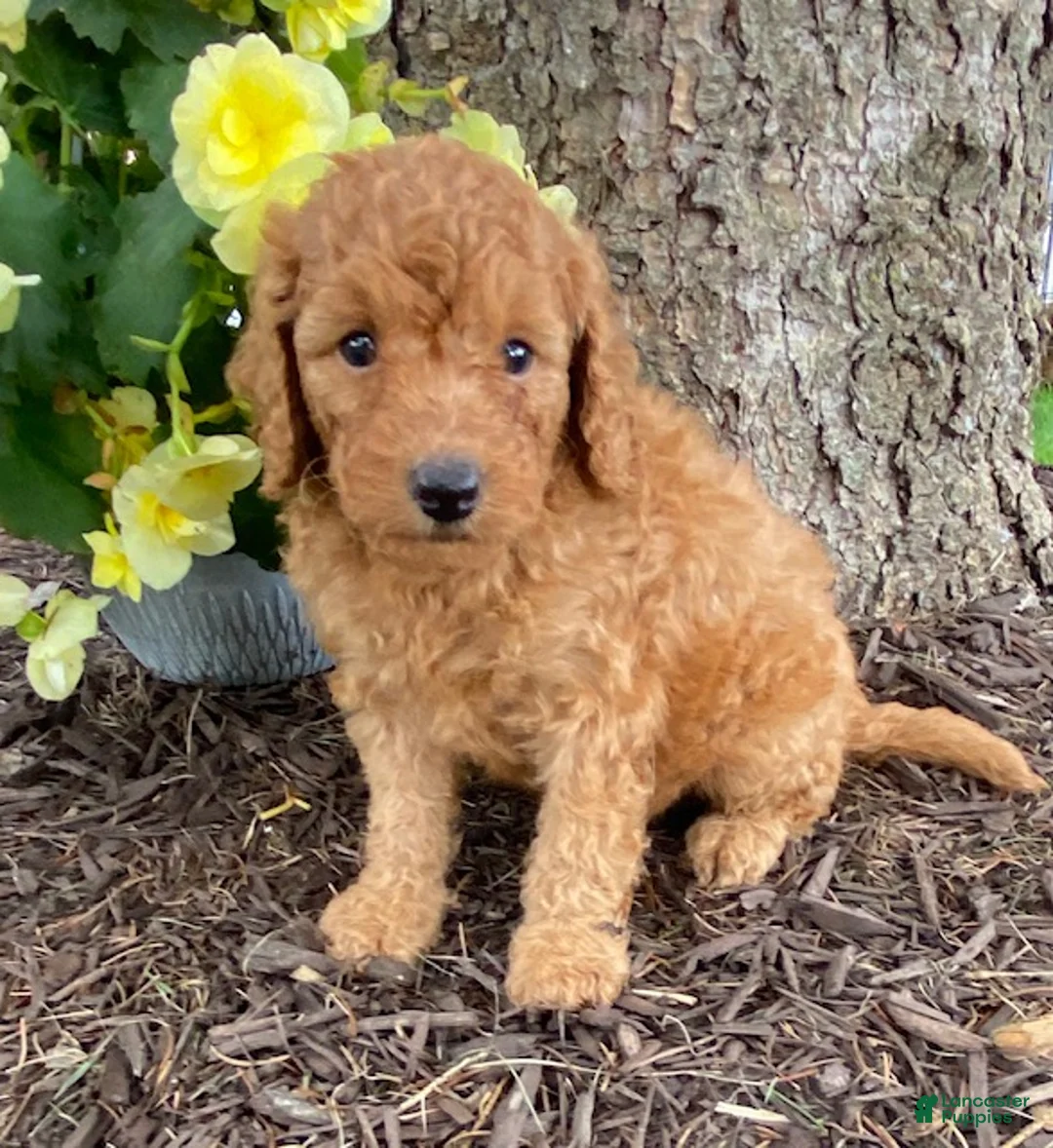 Mini Goldendoodle dogs for sale: Dixie- mini/petite - Ad 1