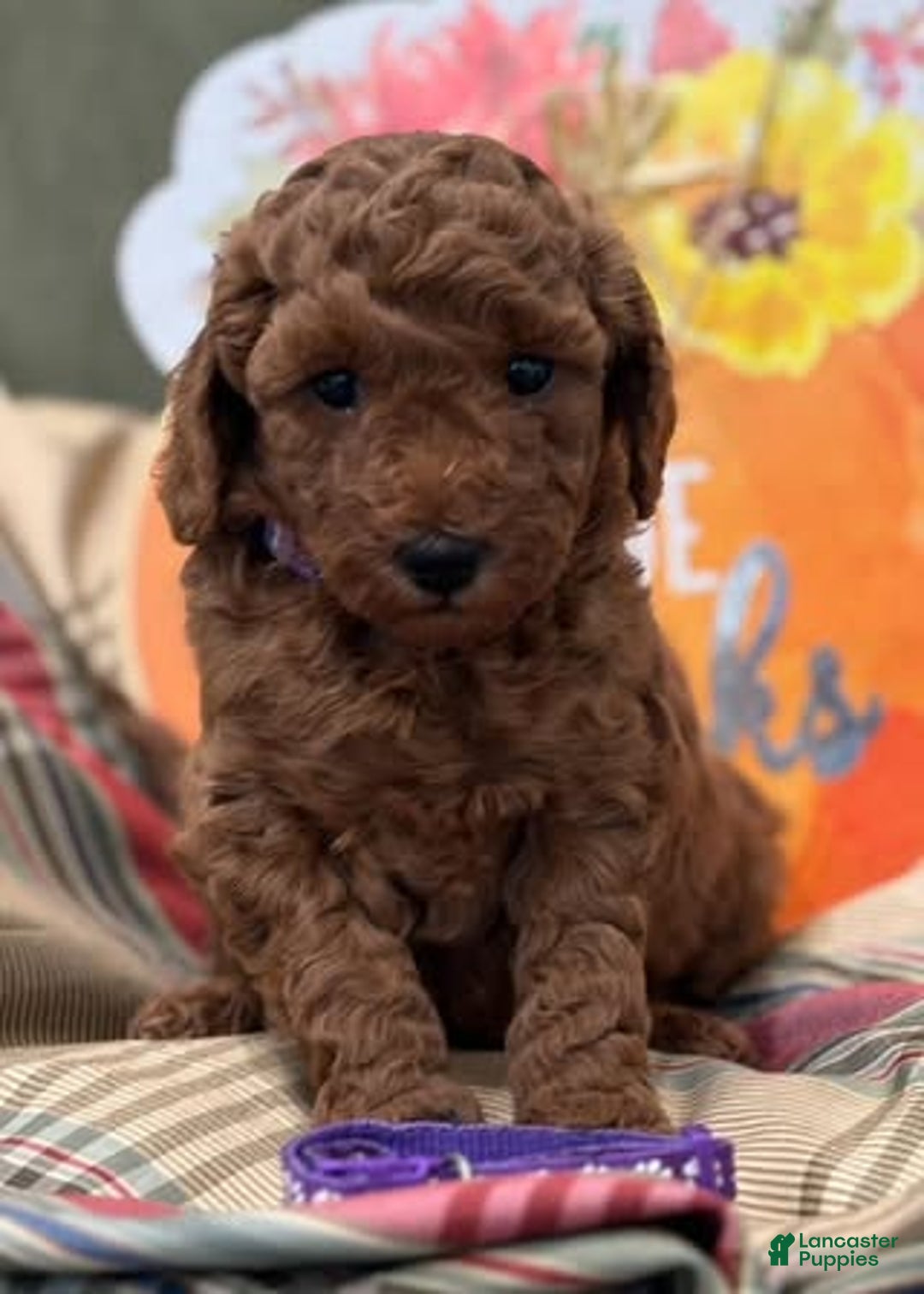 Mini Goldendoodle dogs for sale: Paisley - Ad 1