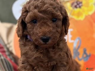 Mini Goldendoodle dogs Paisley - Ad 42