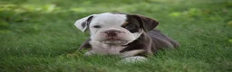 Beabull dogs for sale: Quinn - Ad 4
