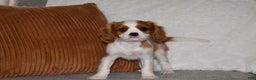 Cavalier King Charles Spaniel dogs for sale: Myles - Ad 10