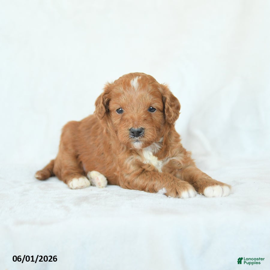 Cavapoo dogs Hazel - Ad 1