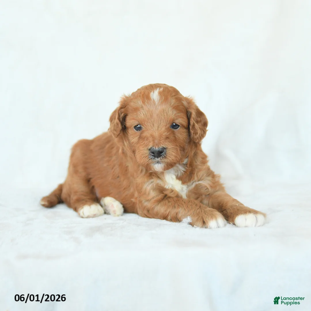 Cavapoo dogs for sale: Hazel - Ad 1