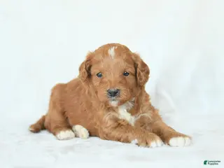 Cavapoo dogs for sale: Hazel - Ad 4