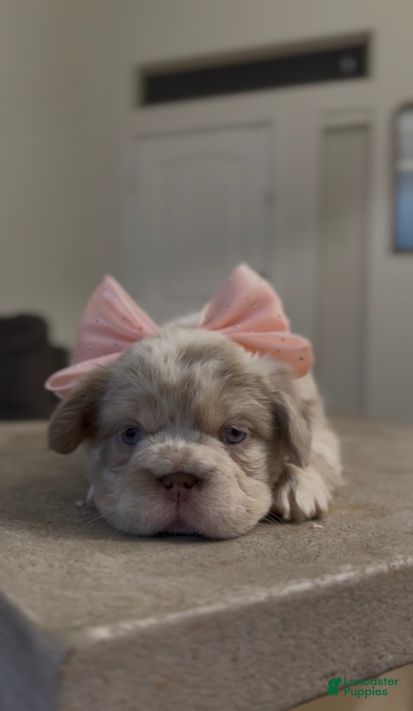 French Bulldog dogs for sale: French Bulldog Puppy 2 - Ad 2