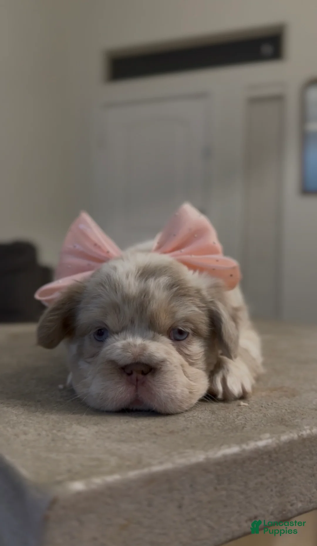 French Bulldog dogs for sale: French Bulldog Puppy 2 - Ad 1