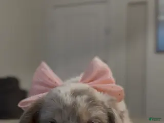 French Bulldog dogs French Bulldog Puppy 2 - Ad 39