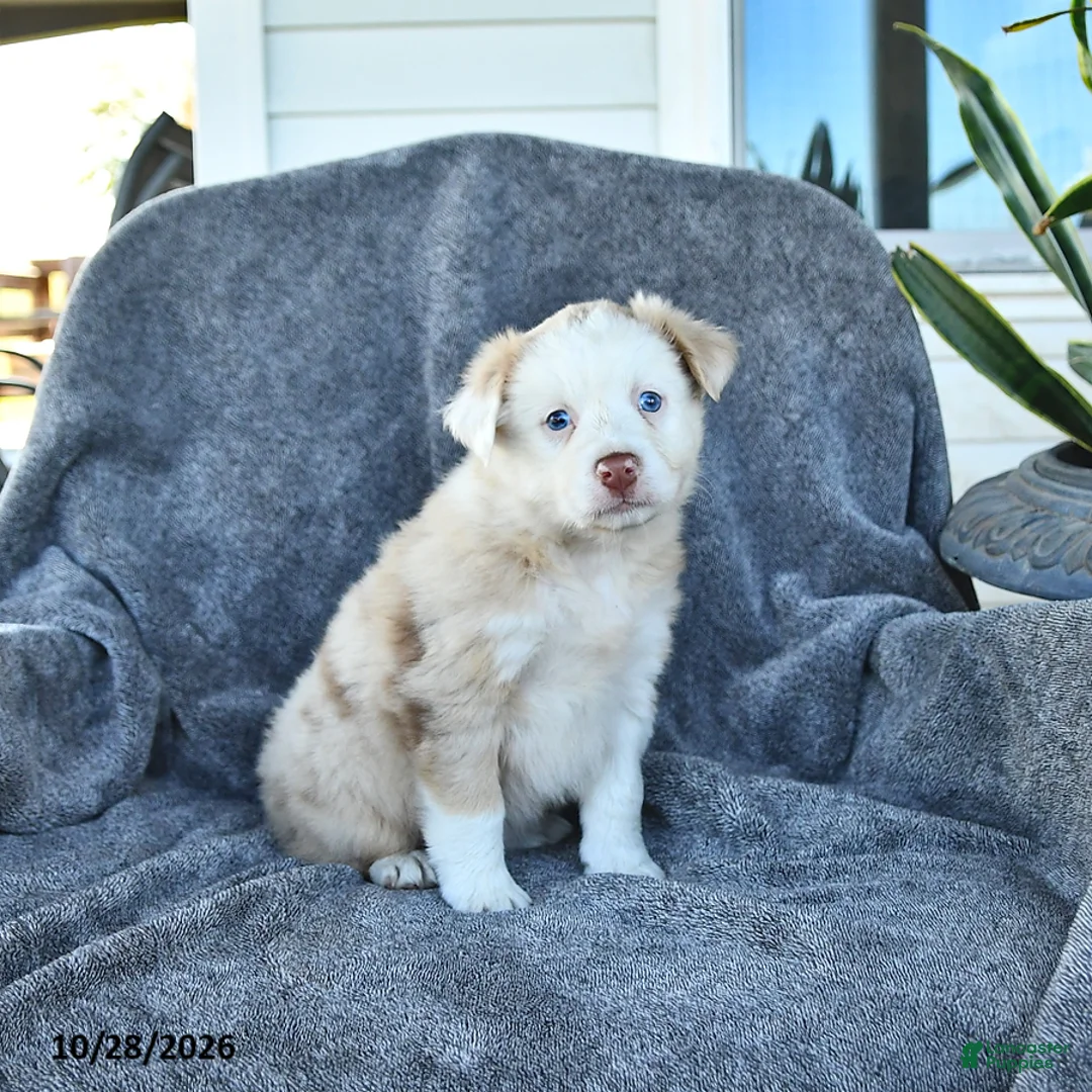 Miniature Australian Shepherd dogs for sale: Crystal - Ad 2