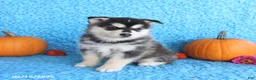 Pomsky dogs for sale: Theo - Ad 3