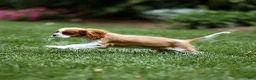 Cavalier King Charles Spaniel dogs for sale: Allen Cavalier King Charles Spaniel Puppy  - Ad 20