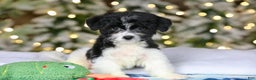 Teddy Bear dogs for sale: Noelle - Ad 19