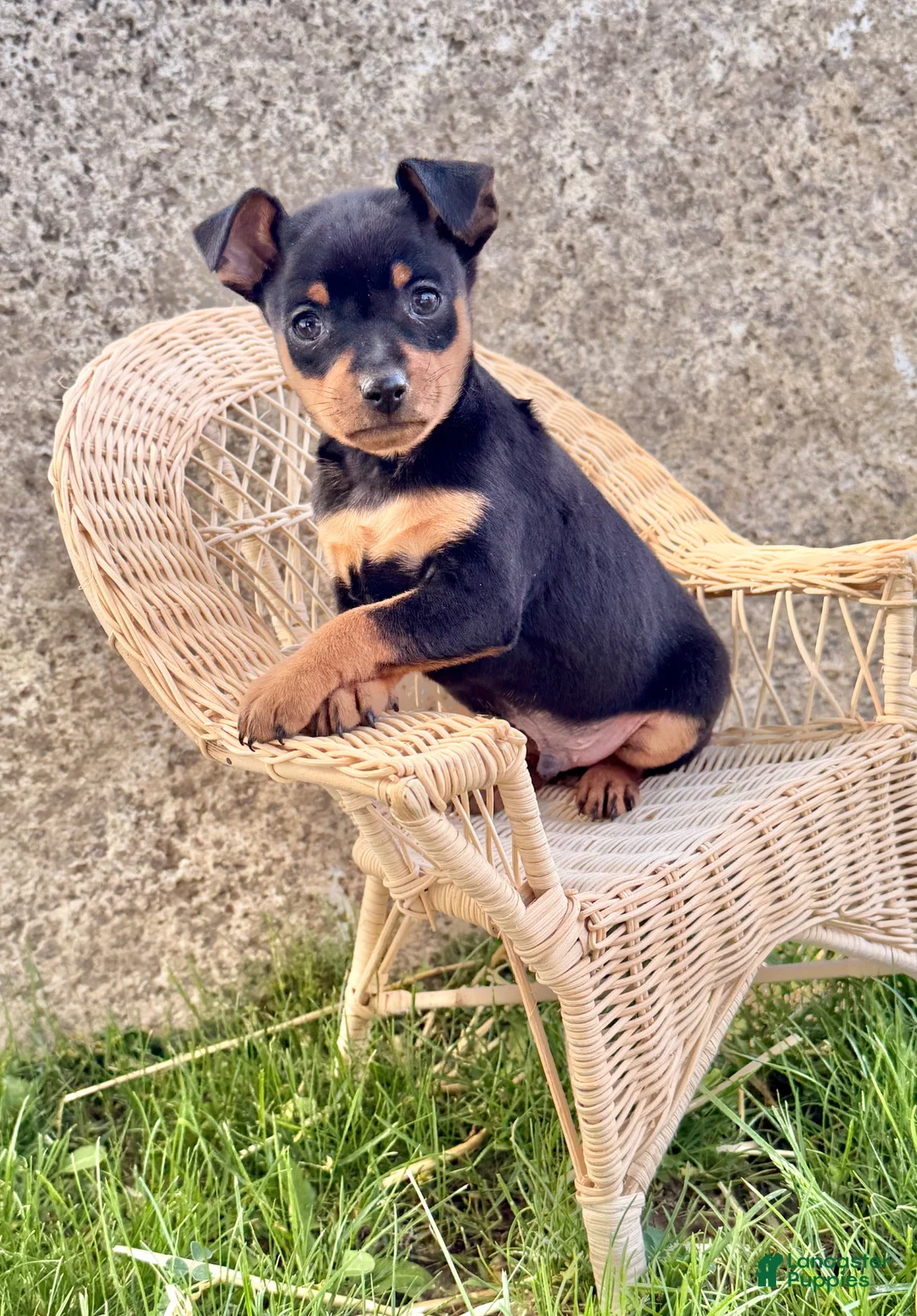 Miniature Pinscher dogs for sale: Indian  - Ad 2