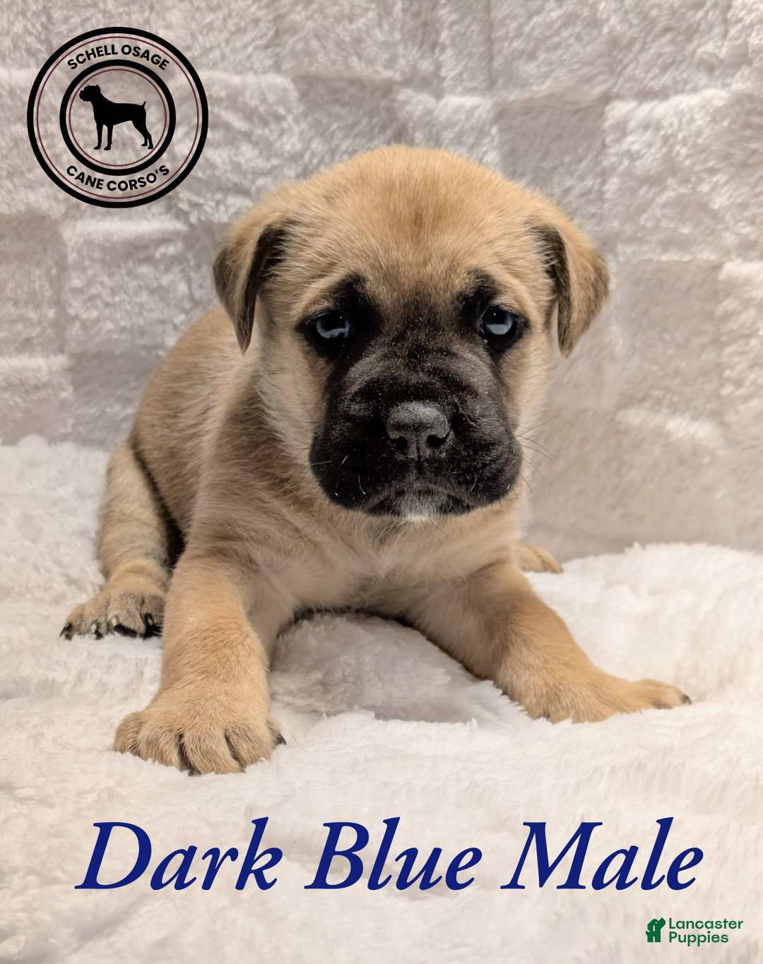 Cane Corso dogs for sale: Dark Blue - Ad 3