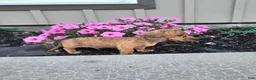 Miniature Dachshund dogs for sale: Fritz - Ad 6