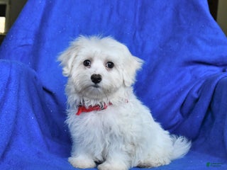 Mixed Breed dogs - Ad 39