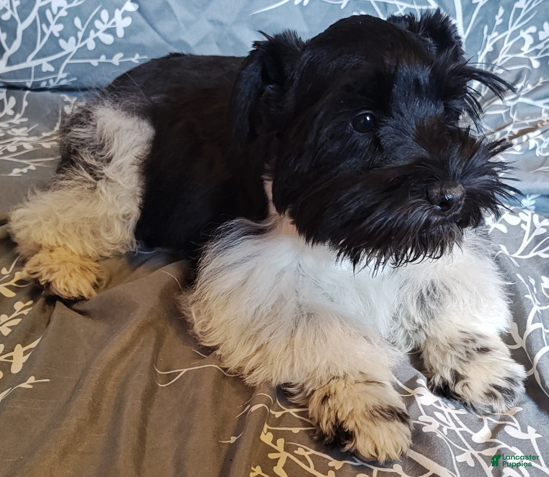Miniature Schnauzer dogs Miniature Schnauzer Boy 1 - Ad 1