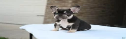 French Bulldog dogs for sale: Honey - Ad 3
