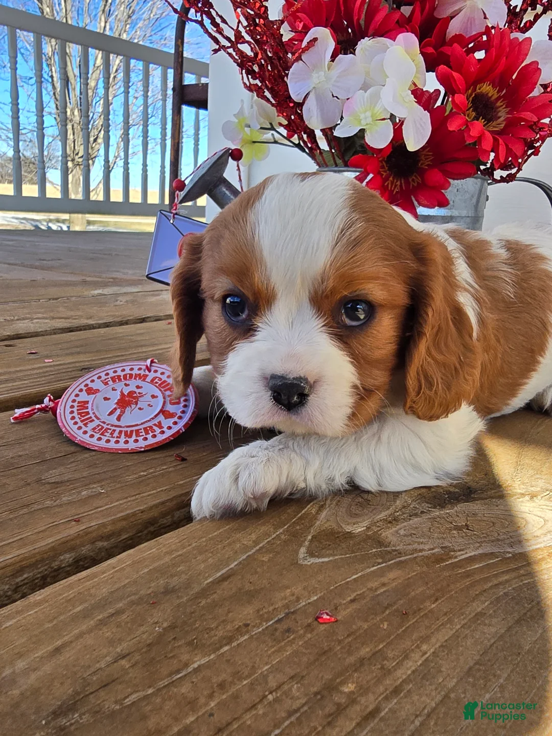 Cavalier King Charles Spaniel dogs for sale: Dakota - Ad 3
