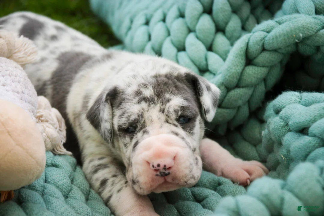 Great Dane dogs for sale: Stella - Ad 2