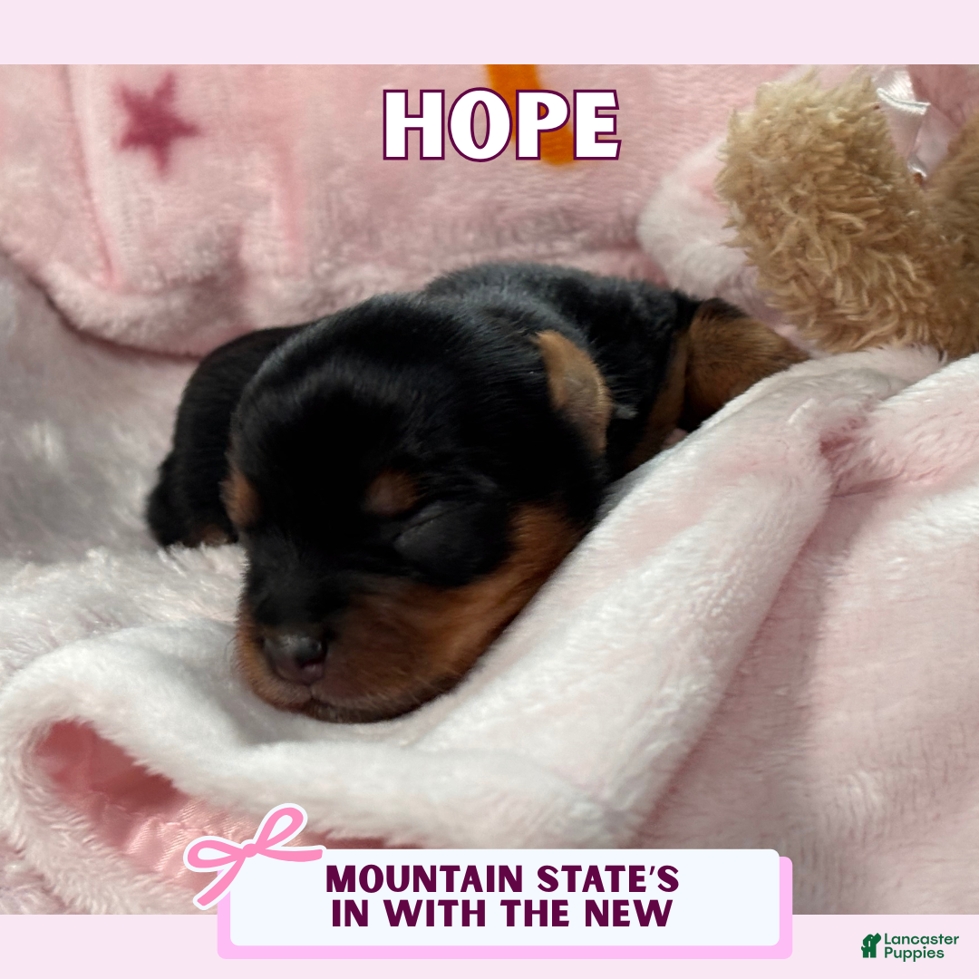 Yorkshire Terrier dogs for sale: Yorkshire Terrier Puppy 3 - Ad 1