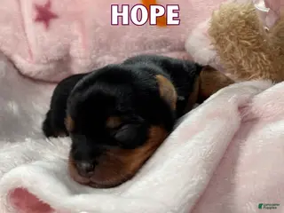 Yorkshire Terrier dogs Yorkshire Terrier Puppy 3 - Ad 23