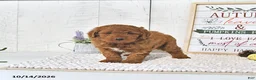 Mini Goldendoodle dogs for sale: Pumpkin  - Ad 4