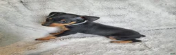 Miniature Pinscher dogs for sale: Paco - Ad 7