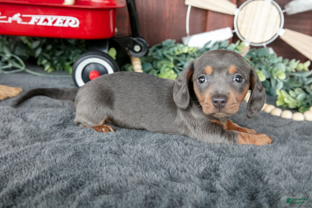 Miniature Dachshund dogs for sale: Bonnie - Ad 3