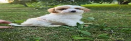 Cavapoo dogs for sale: Clove  - Ad 5