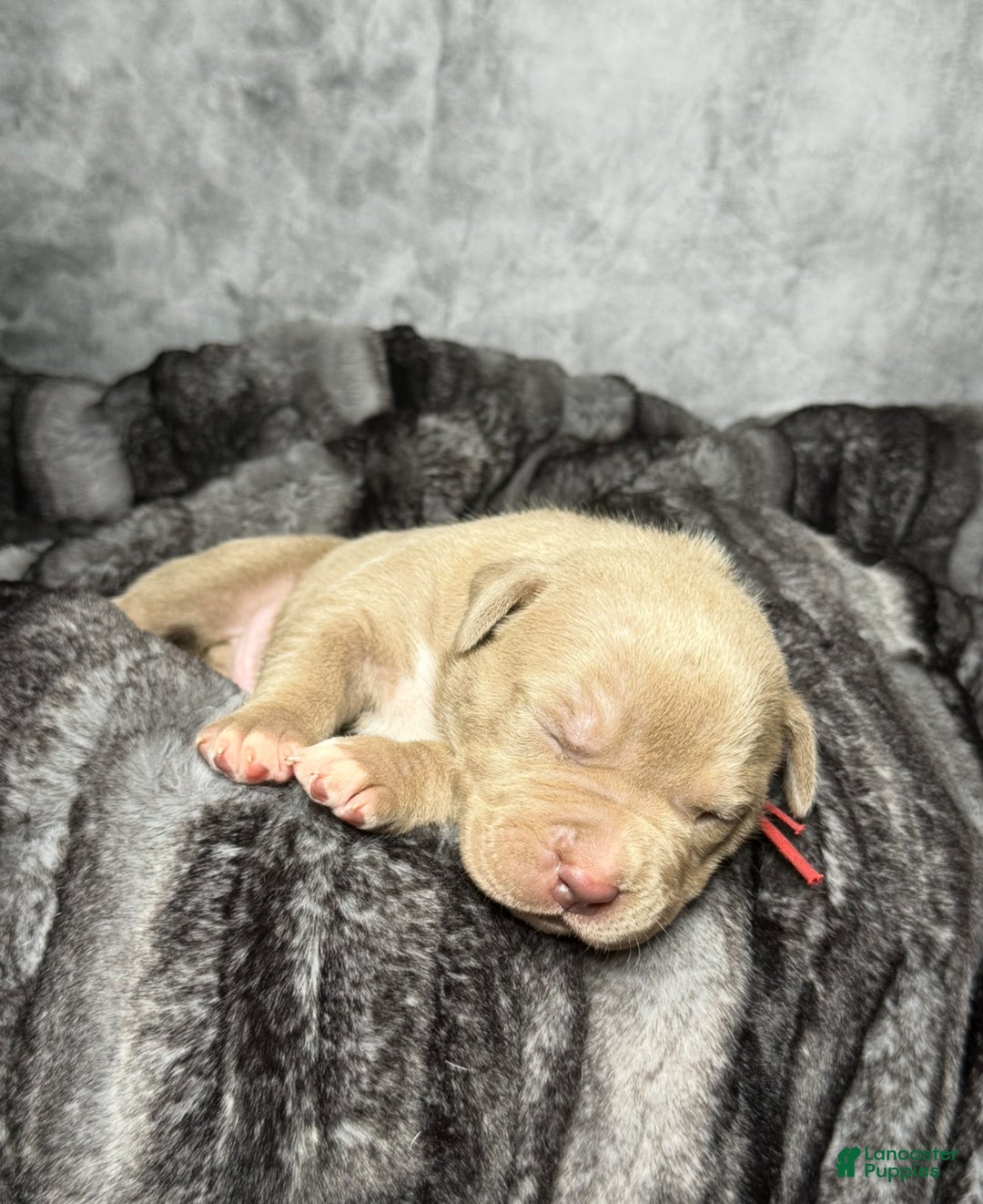 Yellow American Bully Puppies American Puppy Pitbull Dog Bully Dog