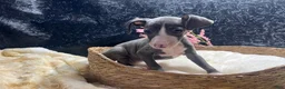 Italian Greyhound dogs for sale: Italian Greyhound 3 - Ad 4