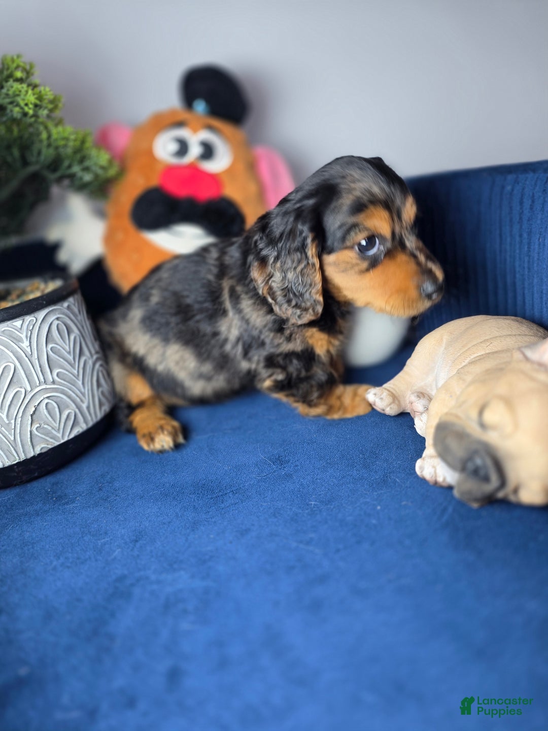 Miniature Dachshund dogs for sale: Miniature Dachshund estrella - Ad 7